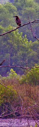 Green Heron at the Route 234 Wetland Bank
