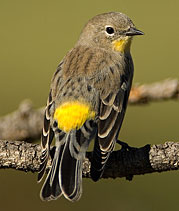 Yellow-rumped warbler by Julia Flanagan