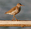 Solitary Sandpiper
