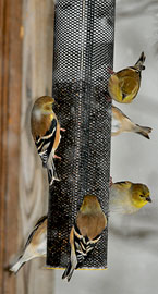 Goldfinches