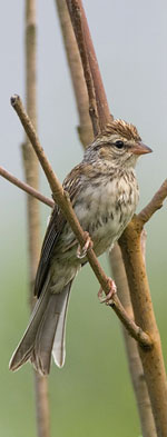 Chipping Sparrow by Julia Flanagan