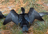 Couble-crested Cormorant