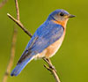 Eastern Bluebird by Julia Flanagan