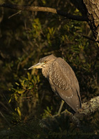 Immature Black-crowned Night-Heron