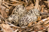 Kildeer Eggs