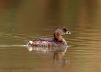 Pied-billed Grebe (adult)