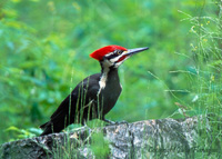 Pileated Woodpecker by Julia Flanagan