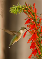 Ruby-throated Hummingbird on Cardinal Flower