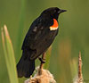 Red-winged Blackbird