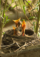 Hungry Robin Chicks, by Julia Flanagan