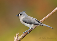 Tufted Titmouse by Julia Flanagan