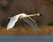 Tundra Swan by Julia Flanagan