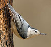 White-breasted Nuthatch