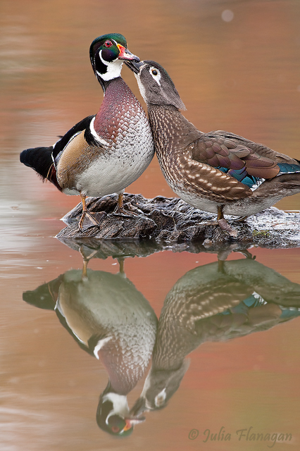 Wood Duck, male and female