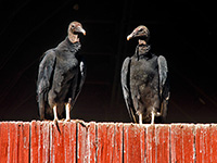 Black Vultures by Kim Hosen