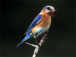 Eastern Bluebird