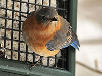 Virginia Bluebird