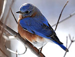 Eastern Bluebird