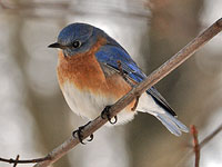 Virginia Bluebird