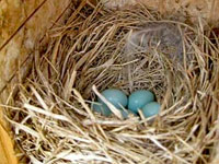 Eastern Bluebird eggs in nest