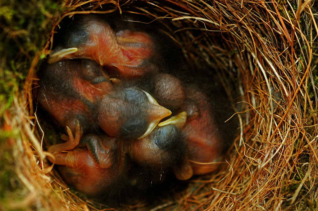 Newly hatched Bluebirds
