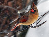 Northern Cardinal