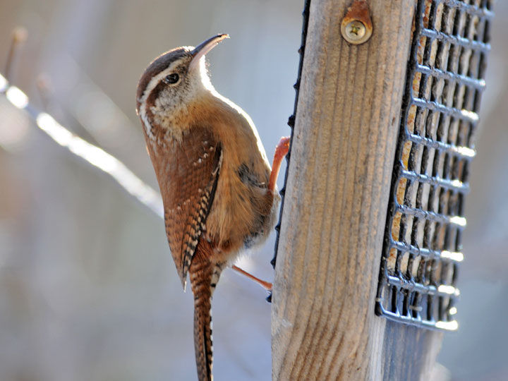 Carolina Wren