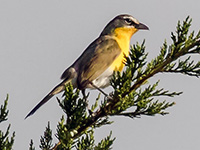 Yellow-breated Chat