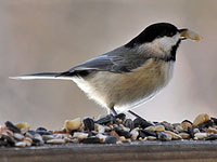 Carolina Chickadee