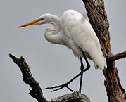 Great Egret
