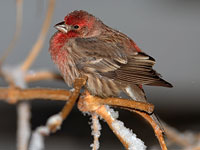 House Finch