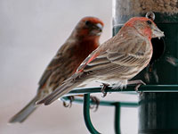 House Finch at the feeder