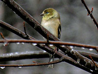 Goldfinch