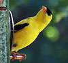 American Goldfinch