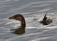 Ppied-billed Grebe