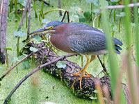 Green Heron