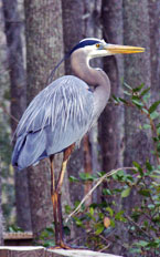 Great Blue Heron