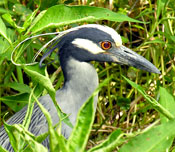 Yellow-crowned Night-Heron