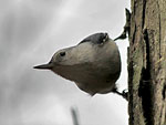 White-breasted Nuthatch