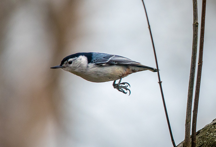 White-breasted Nuthatch by Eli Hosen
