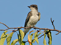 Eastern Phoebe