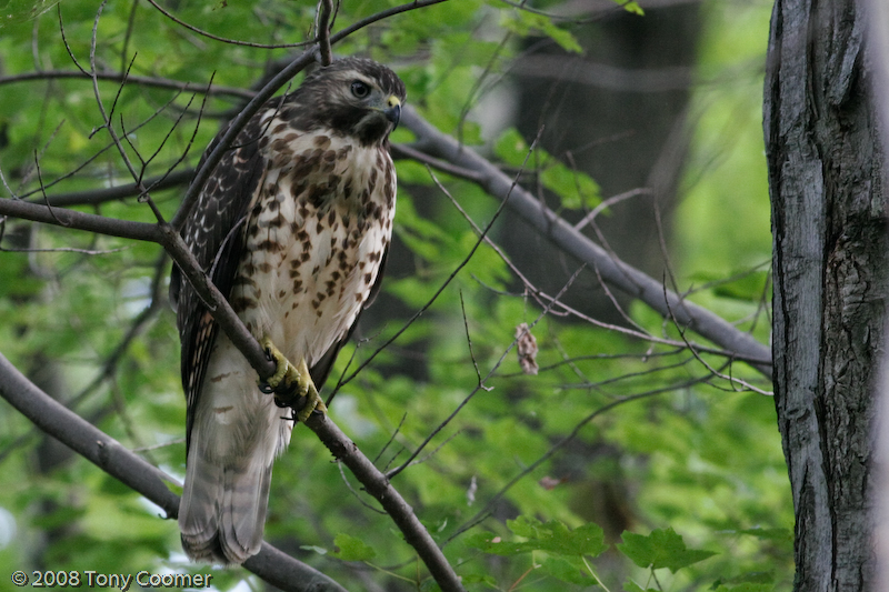 Red-shouldered Hawk