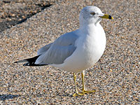 Adult Breeding Ring-billed Gull