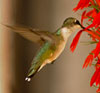 Ruby-throated Hummingbird