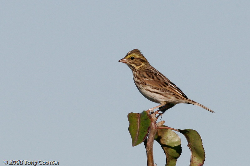 Savannah Sparrow