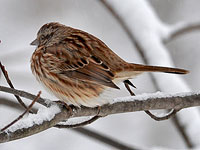 Song Sparrow