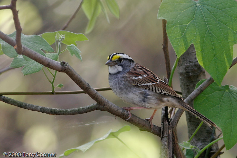 White-throated Sparrow