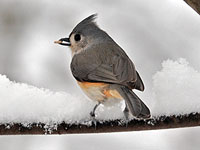 Tufted Titmouse