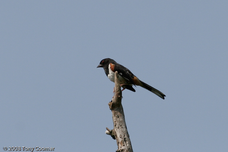 Eastern Towhee