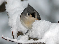 Tufted Titmouse